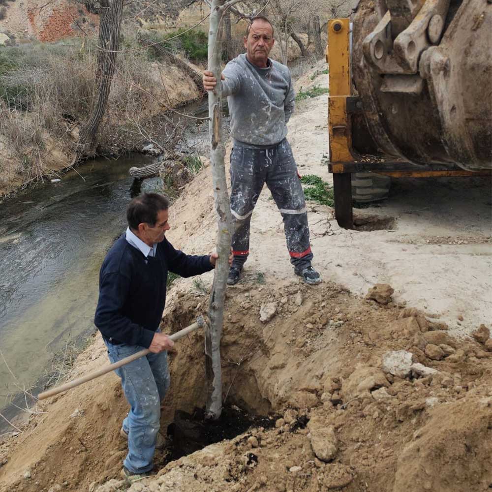 Chopo_ilicitano_acequia_mayor_elche