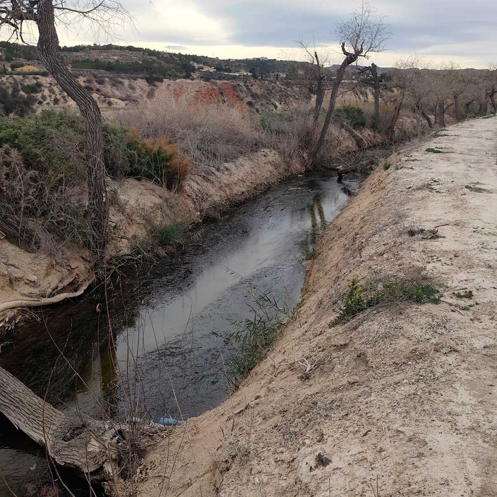 Chopo_ilicitano_acequia_mayor_elche_chopo