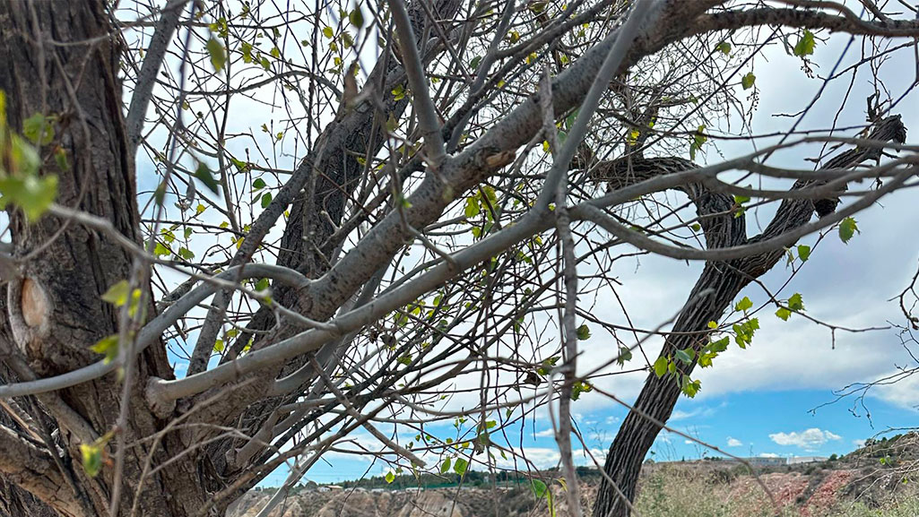 Chopo_ilicitano_acequia_mayor_pantano_elche