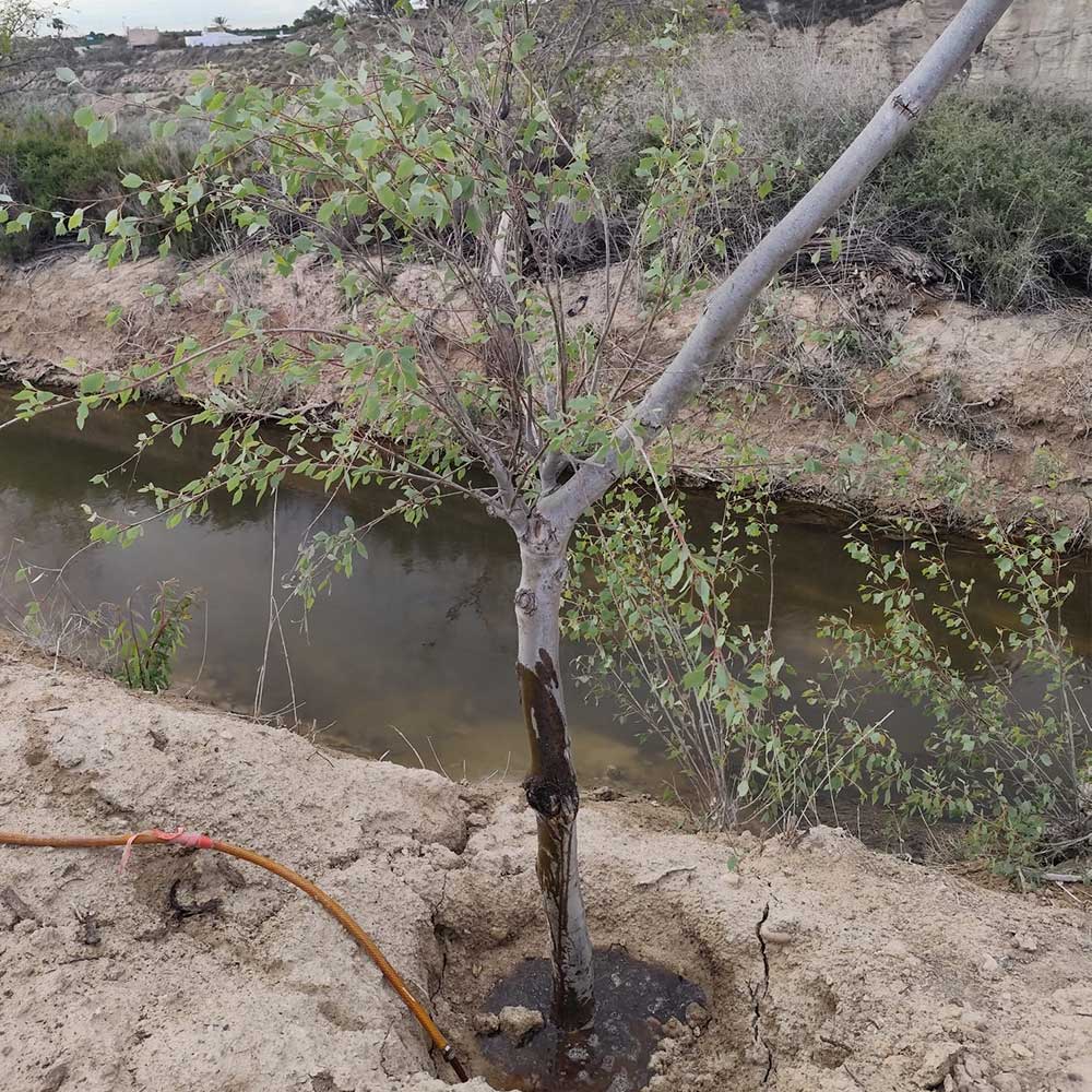 hopo_ilicitano_francisco_pico_presidente_acequia_elche