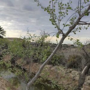 Chopo_ilicitano_pantano_elche