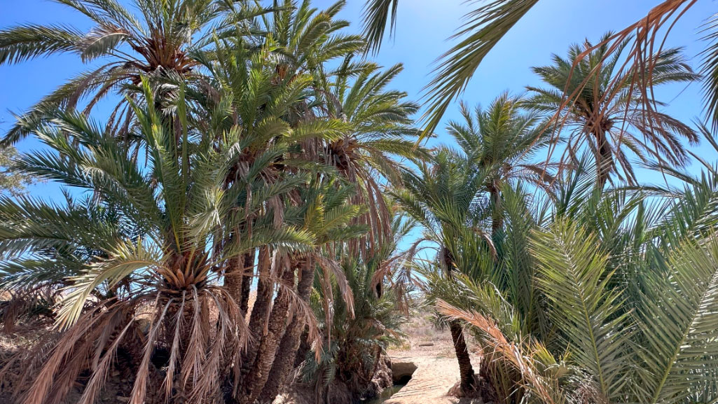 palmera_elche_acequia_mayor_patrimonio_humanidad