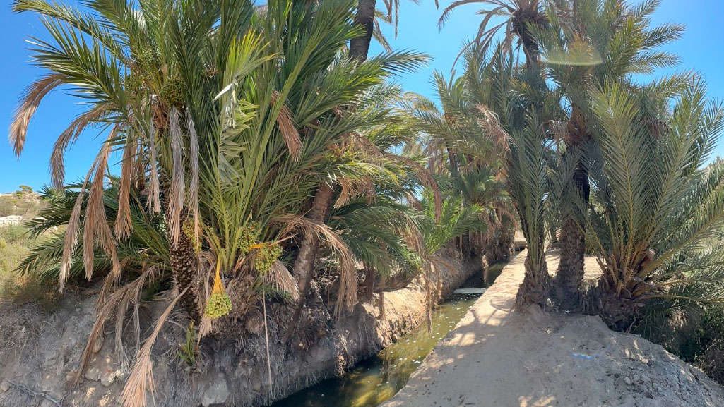 patrimonio_palmera_elche_acequia_mayor