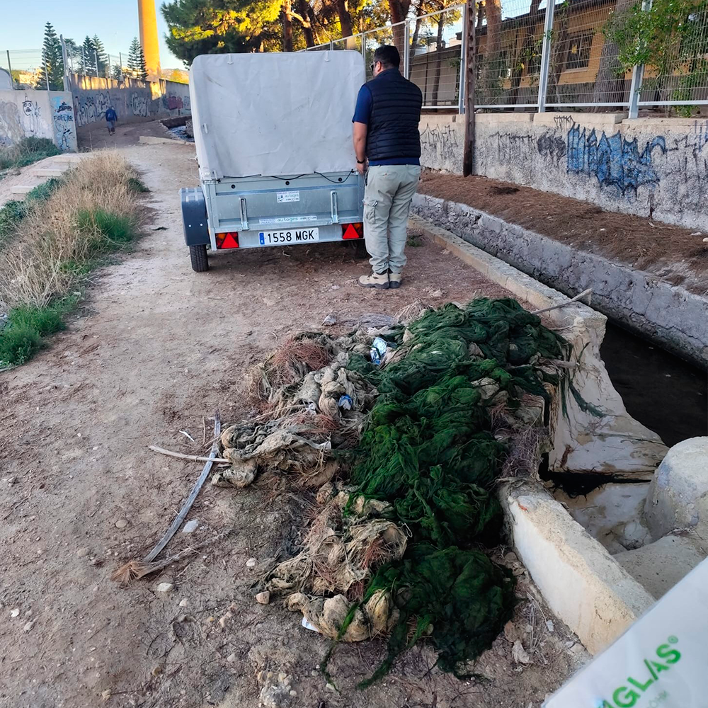 limpieza-mondas-elche