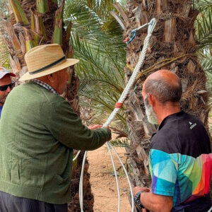 poda-palmeras-elche-acequia-2026-pantano-elche.